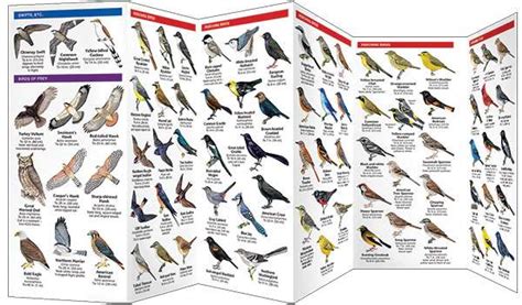 Nebraska Birds A Pocket Naturalist Guide