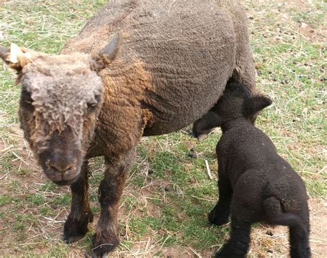 Photos Of Adorable Newborn Babydoll Sheep Will Make You Squeeee