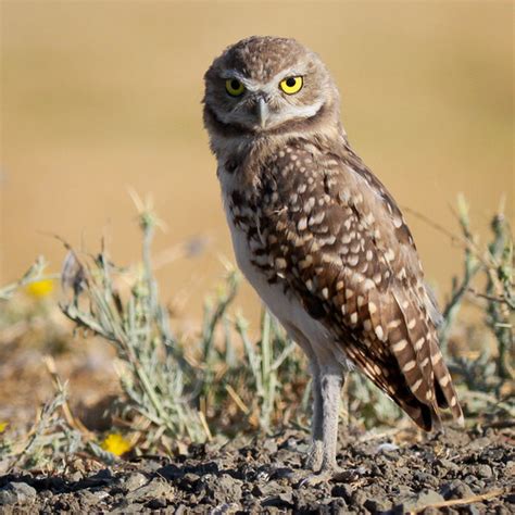 Burrowing Owl Athene Cunicularia Explore 8 1 2014 37 Flickr