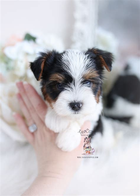 Biewer Terrier Puppy 22 102 Teacup Puppies And Boutique