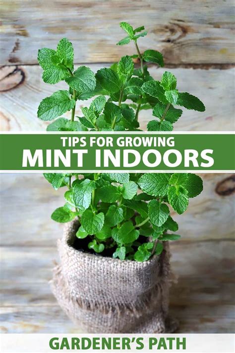 Tips For Growing Mint Indoors Easy Steps For Year Round Harvest