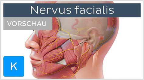 Nervus Facialis Anatomie Verlauf Und Funktion Vorschau Kenhub