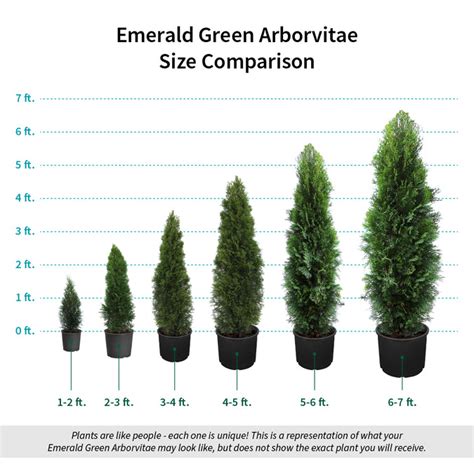 Emerald Green Thuja Arborvitaes For Sale
