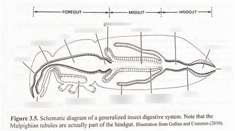Insect Digestive System Schematic Diagram Quizlet