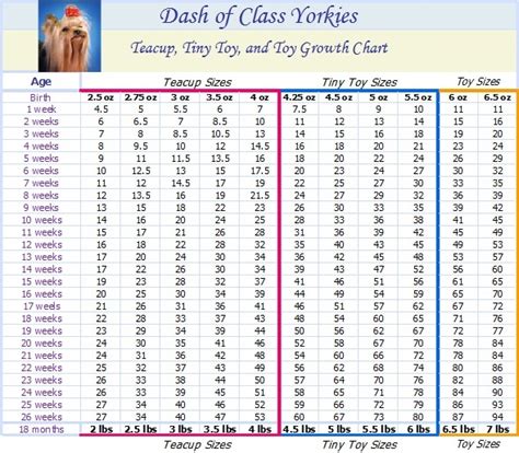 Dash Of Class Yorkies Yorkie Growth Chart For The Kids The Furry