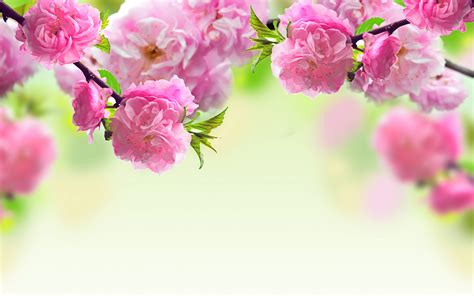 Spring Flowers Backgrounds Wallpaper Cave