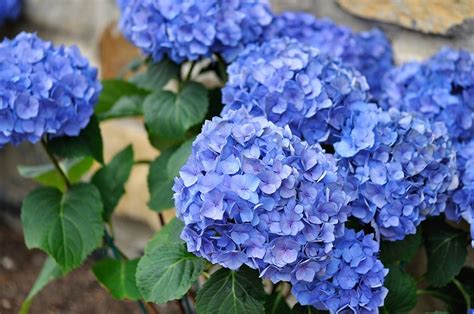 Per il novantesimo compleanno che fiore si regala? Fiori da giardino: guida con le varietà che vivono anche all'ombra - Archzine.it