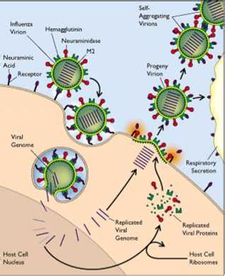 There are two ways in which a virus could infect a cell: 病毒是怎么破坏细胞的？ - 知乎