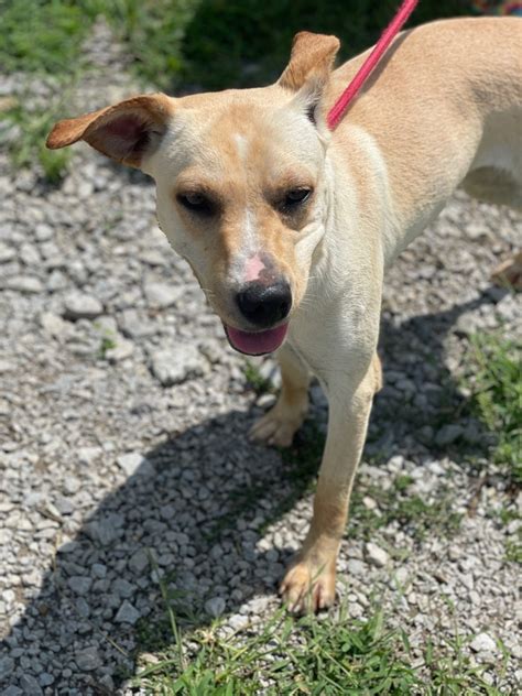 Dog For Adoption Goldie A Mixed Breed In Pulaski Tn Petfinder