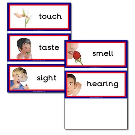 Ourselves Senses Flashcards Elementary School Resources Primary