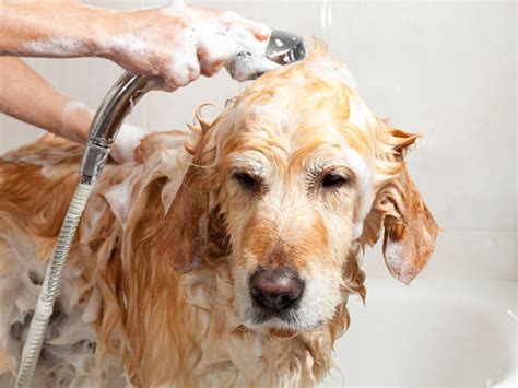 To Shampoo Or Not To Shampoo Your Dog That Is The