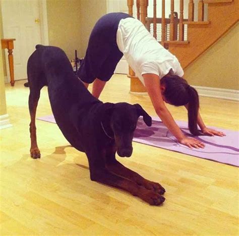These 11 Dogs Will Teach You How To Do Yoga Pets Feed