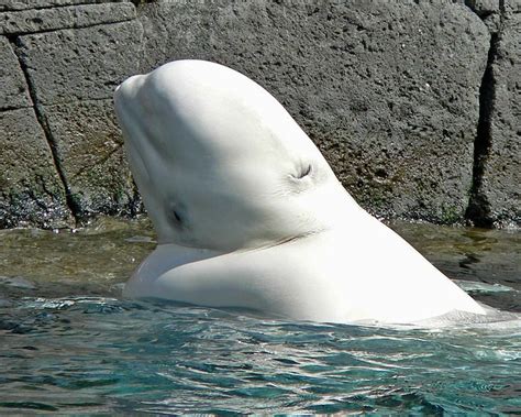 Interesting Facts About Beluga Whales