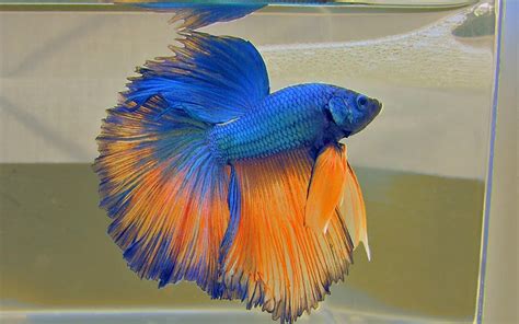 Search free orange and blue wallpapers on zedge and personalize your phone to suit you. Blue and Orange Halfmoon Betta Fish Picture for Wallpaper ...