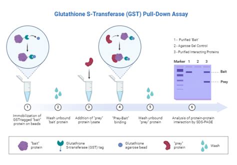 Glutathione S Transferase Gst Pull Down Assay Biorender Science
