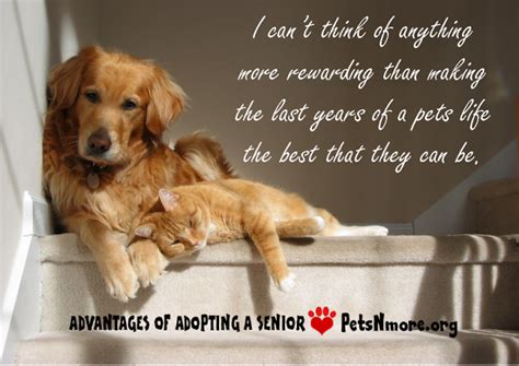 Friendship Between Dog And Cat Quotes