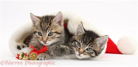 Cute Tabby Kittens In A Santa Hat Photo Wp37891
