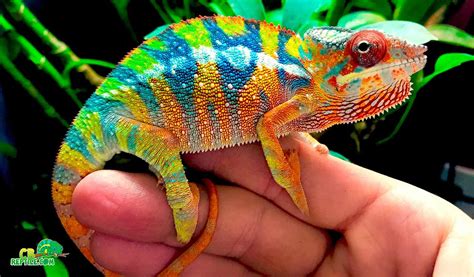 Ambilobe Panther Chameleon For Sale Baby Ambilobe Panther Chameleons