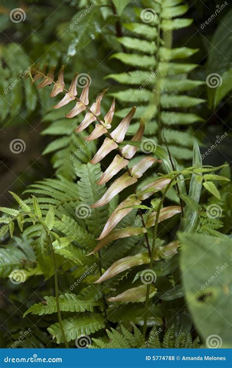 Ferns Stock Photo Image Of Green Ferns Fauna Tropical 5774788