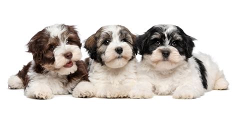 Havanese Dog Breed Profile Personality Facts