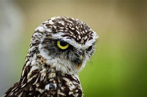 Scarica questa immagine gratuita di gufo uccello animale dalla vasta libreria di pixabay di immagini e video di pubblico dominio. Civetta (Athene noctua): un uccello notturno che oggi è ...