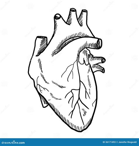 Dibujo Del Corazón Humano Stock De Ilustración Ilustración De Sangre