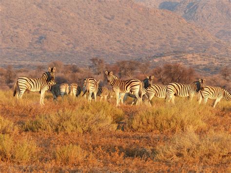 Best Places To Enjoy A Budget Safari In South Africa Car Hire South