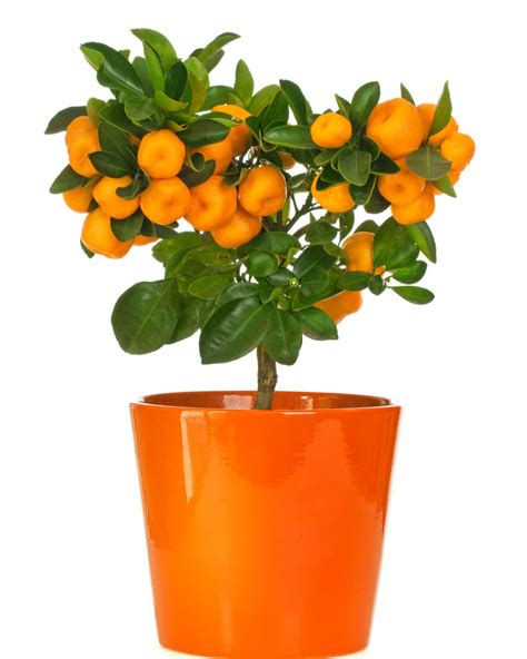 10 Fruits Trees You Can Grow Indoors Sunny Home Gardens