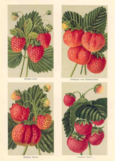 Antique Strawberries Print Madame Moutot Johannes Muller Et Al Botanical Prints Art