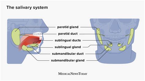 Swollen Salivary Glands Under Chin