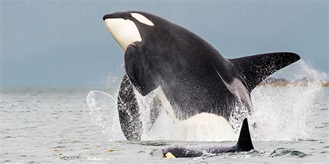 Orca National Wildlife Federation