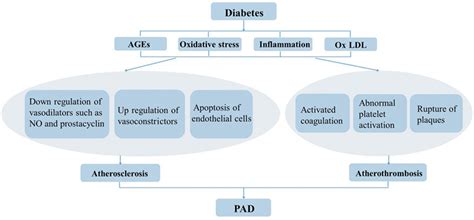 Pathophysiology Of Peripheral Arterial Disease In Diabetes Mellitus