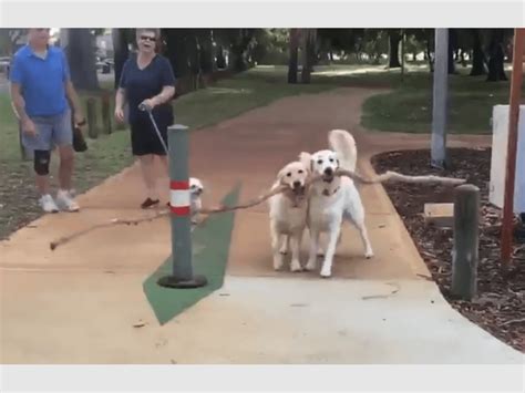 Dos Perros Con Una Gran Rama Protagonizaron Un Video Que Se Volvió