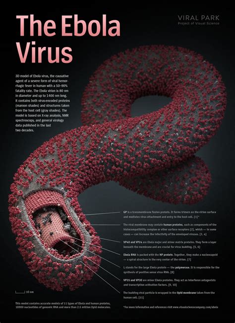 The first symptoms are usually fever, sore throat, muscle pain, and headaches. ebola outbreak | Bloviating Zeppelin