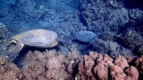 Two Green Sea Turtles Feeding Youtube