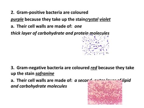 Ppt 2 Gram Positive Bacteria Are Coloured Purple Because They Take