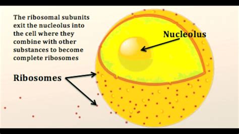 We did not find results for: What is a Nucleolus? - YouTube