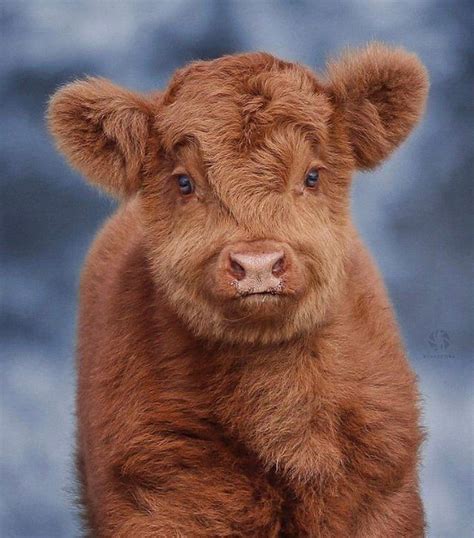Calfs Face Cute Baby Cow Fluffy Cows Cute Baby Animals