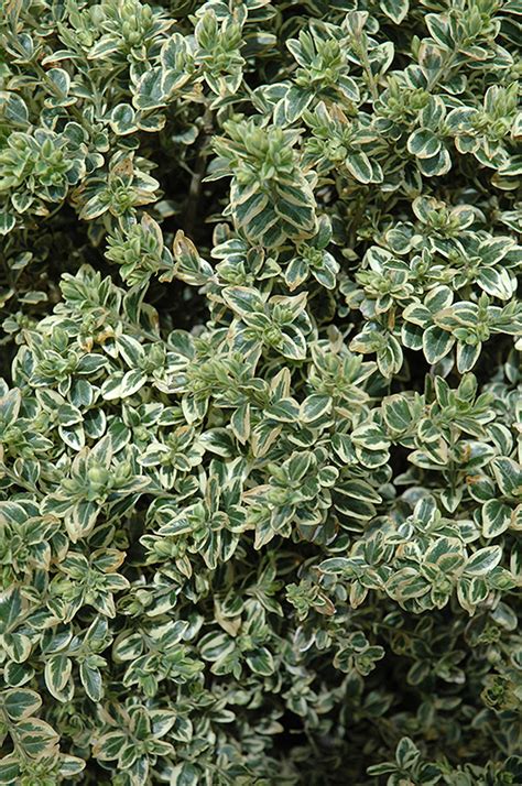 Variegated Boxwood Buxus Sempervirens Variegata In Lafayette