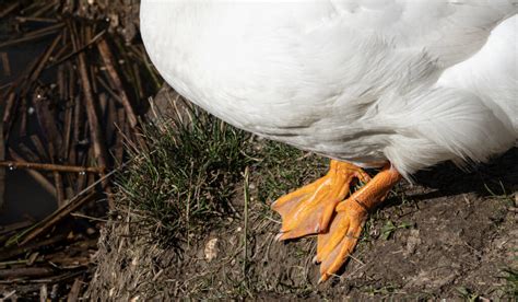 7 reasons your duck is limping and how to help farmhouse guide