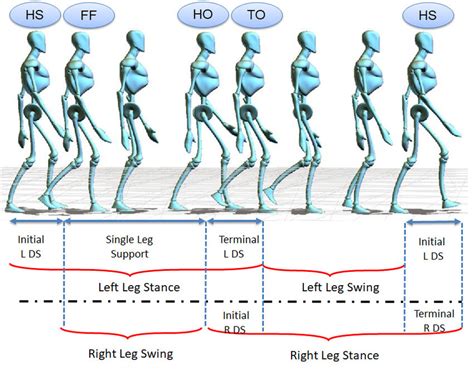 Human Gait Cycle Representation Regarding Single Leg Or Double Leg