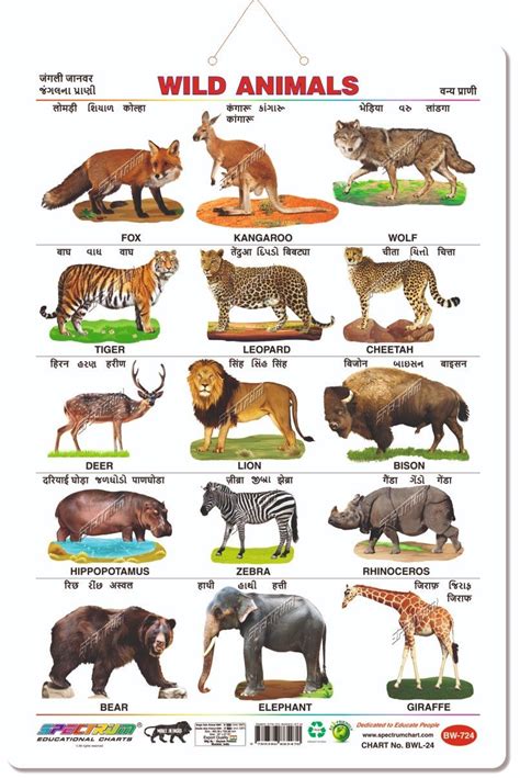 Multicolor Art Card Spectrum Wild Animals Chart Rs 120 Piece Id