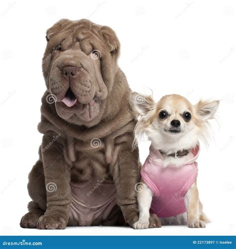 Chihuahua 3 Years Old And Shar Pei Puppy Stock Image Image 22173897