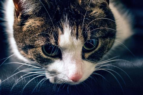 Brown Tabby Cat Cat Muzzle Striped Hd Wallpaper Wallpaper Flare