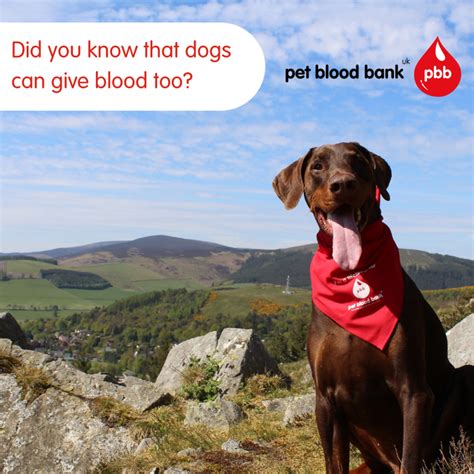 As we mark world blood donor day on june 14, the red cross applauds our blood, platelet and plasma donors who have shared their health to provide hope to patients in their time of need. World-Blood-donor-day-2019-image | 387 Vets