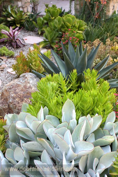 Succulent Garden Vignettes Eclectic Landscape San Diego By
