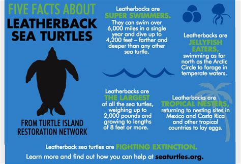 Five Facts About Pacific Leatherback Sea Turtles Turtle Island