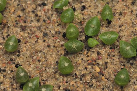 Seed spacing will depend on the species of cactus or succulent you are germinating. Saguaro Cactus Seedlings | two weeks further on in the ...