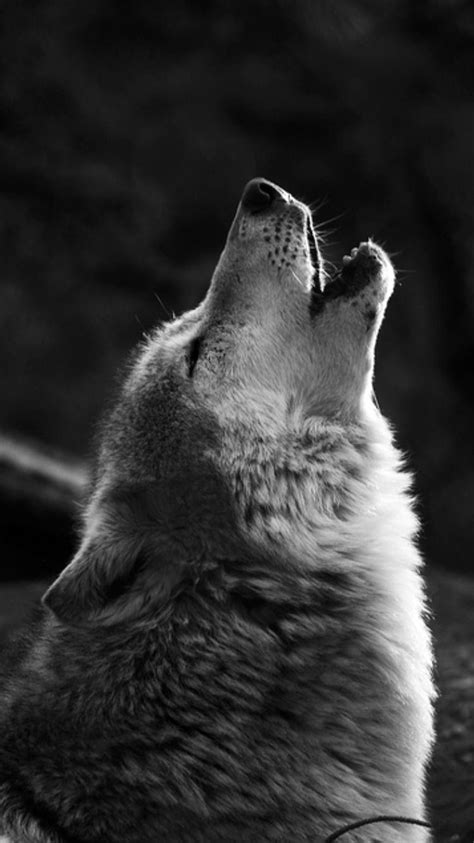 Wolf Lock Screen Wallpapers Top Free Wolf Lock Screen Backgrounds