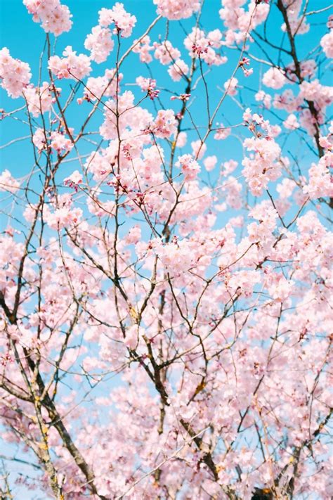 19 Stunning Cherry Blossom Aesthetic Wallpapers Wallpaper Box